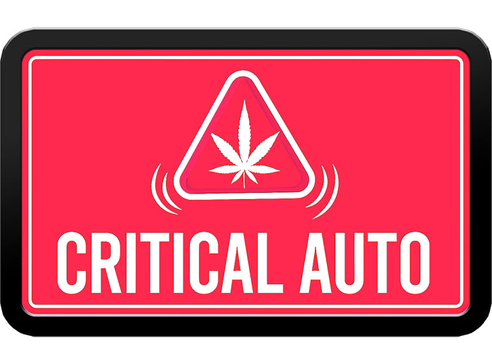 420 Fast Buds Cannabissamen - Critical Auto