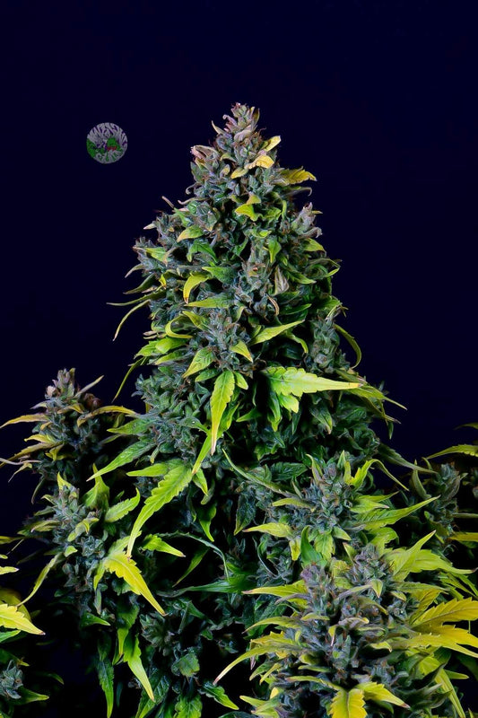 420 Fast Buds Cannabissamen - CBD Auto 20:1