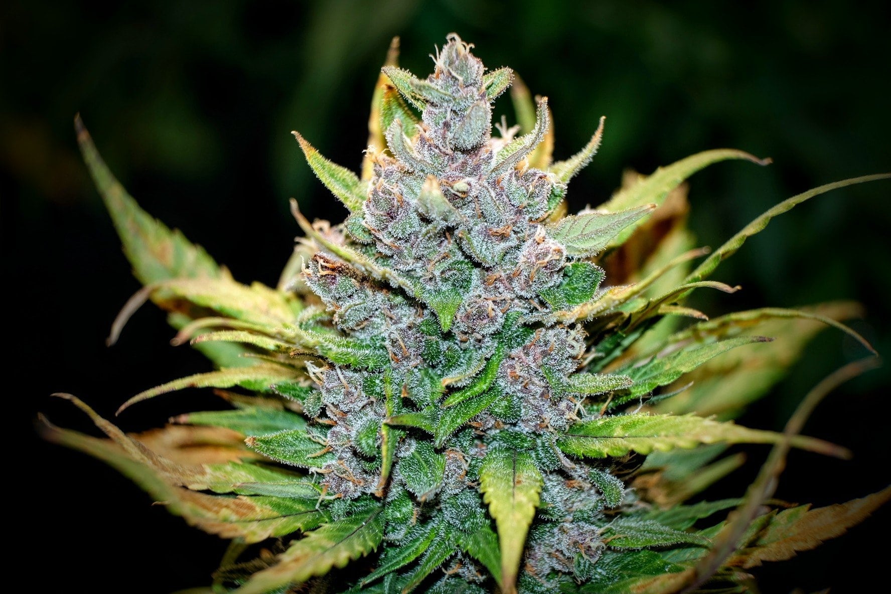 420 Fast Buds Cannabissamen - Fastberry Auto