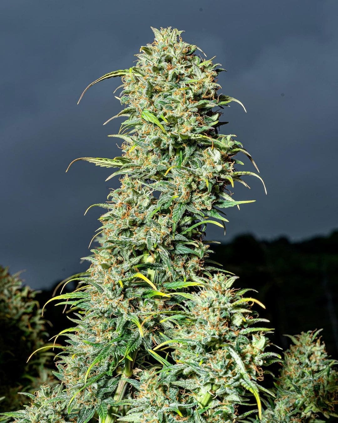 420 Fast Buds Cannabissamen - Lemon AK Auto