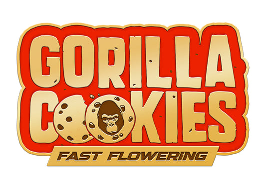 420 Fast Buds Cannabissamen - Gorilla Cookies Fast Flowering