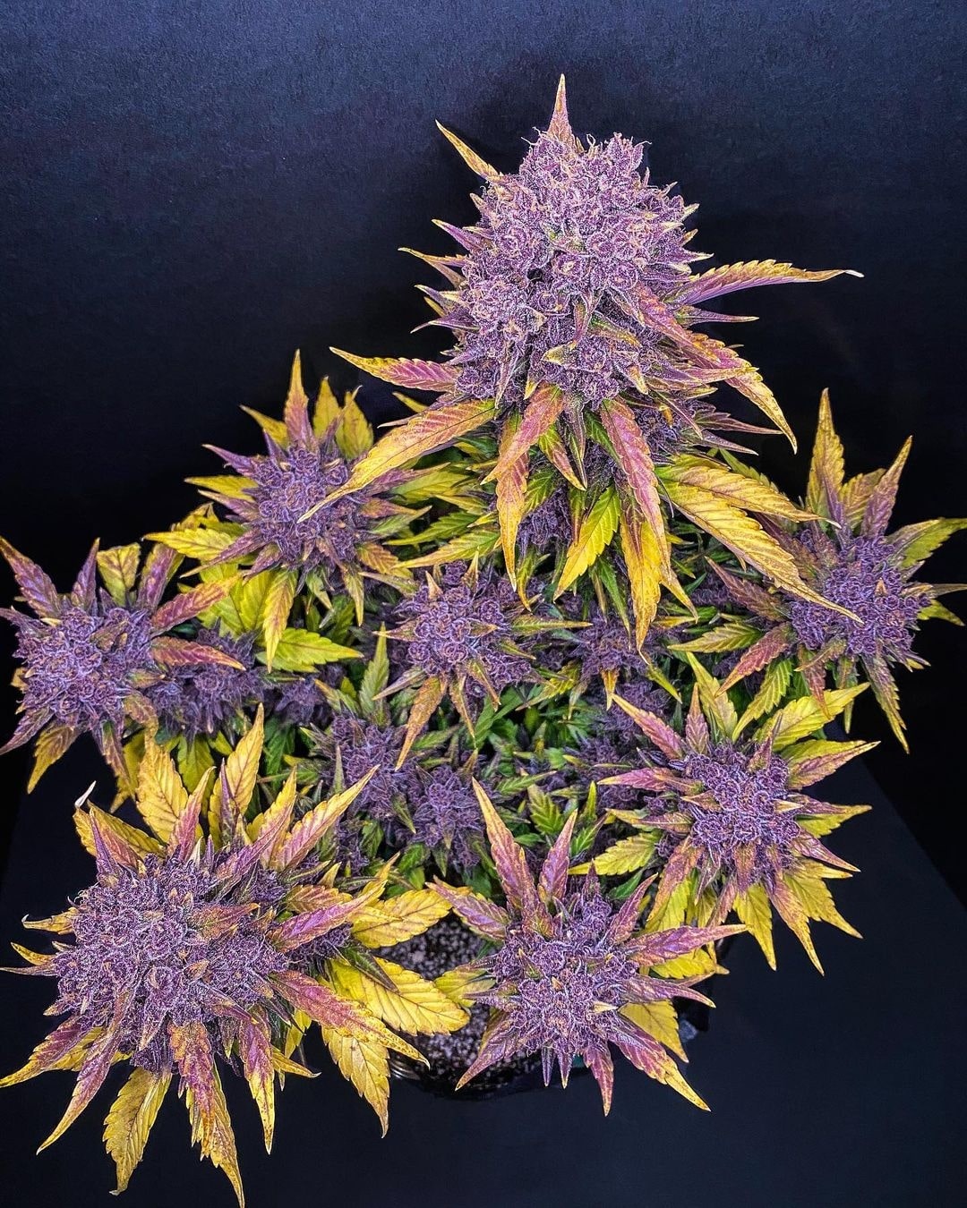 420 Fast Buds Cannabissamen - Purple Lemonade Auto