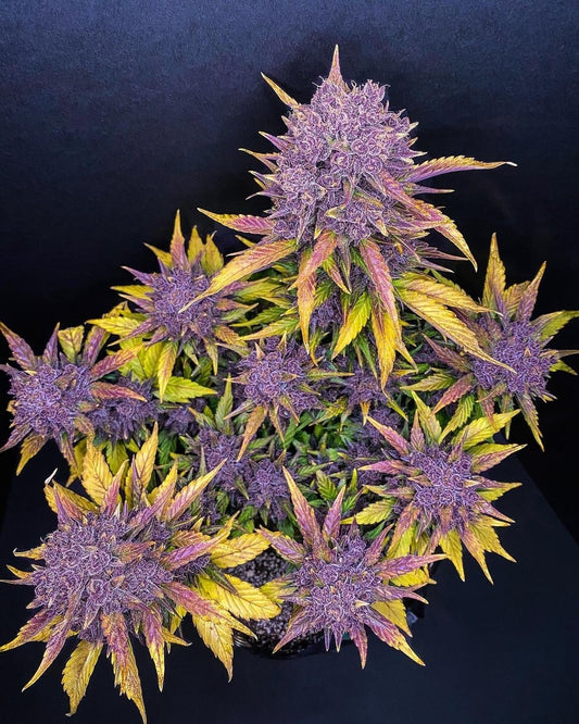 420 Fast Buds Cannabissamen - Purple Lemonade Auto