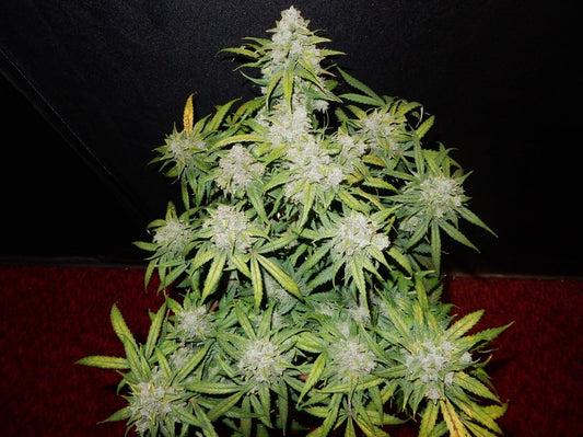420 Fast Buds Cannabissamen - CBD Auto 1:1 (CBD Crack)