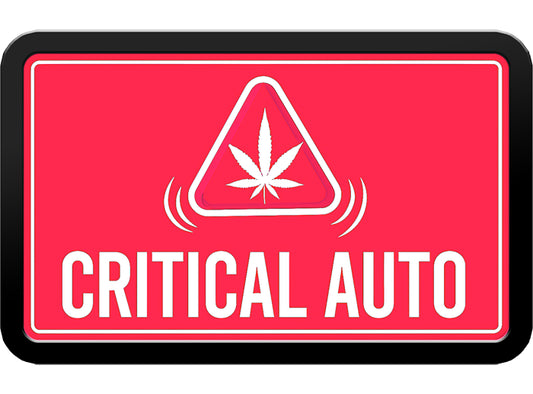 420 Fast Buds Cannabissamen - Critical Auto