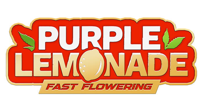 420 Fast Buds Cannabissamen - Purple Lemonade Fast Flowering