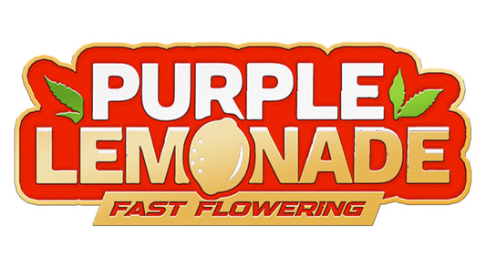 420 Fast Buds Cannabissamen - Purple Lemonade Fast Flowering