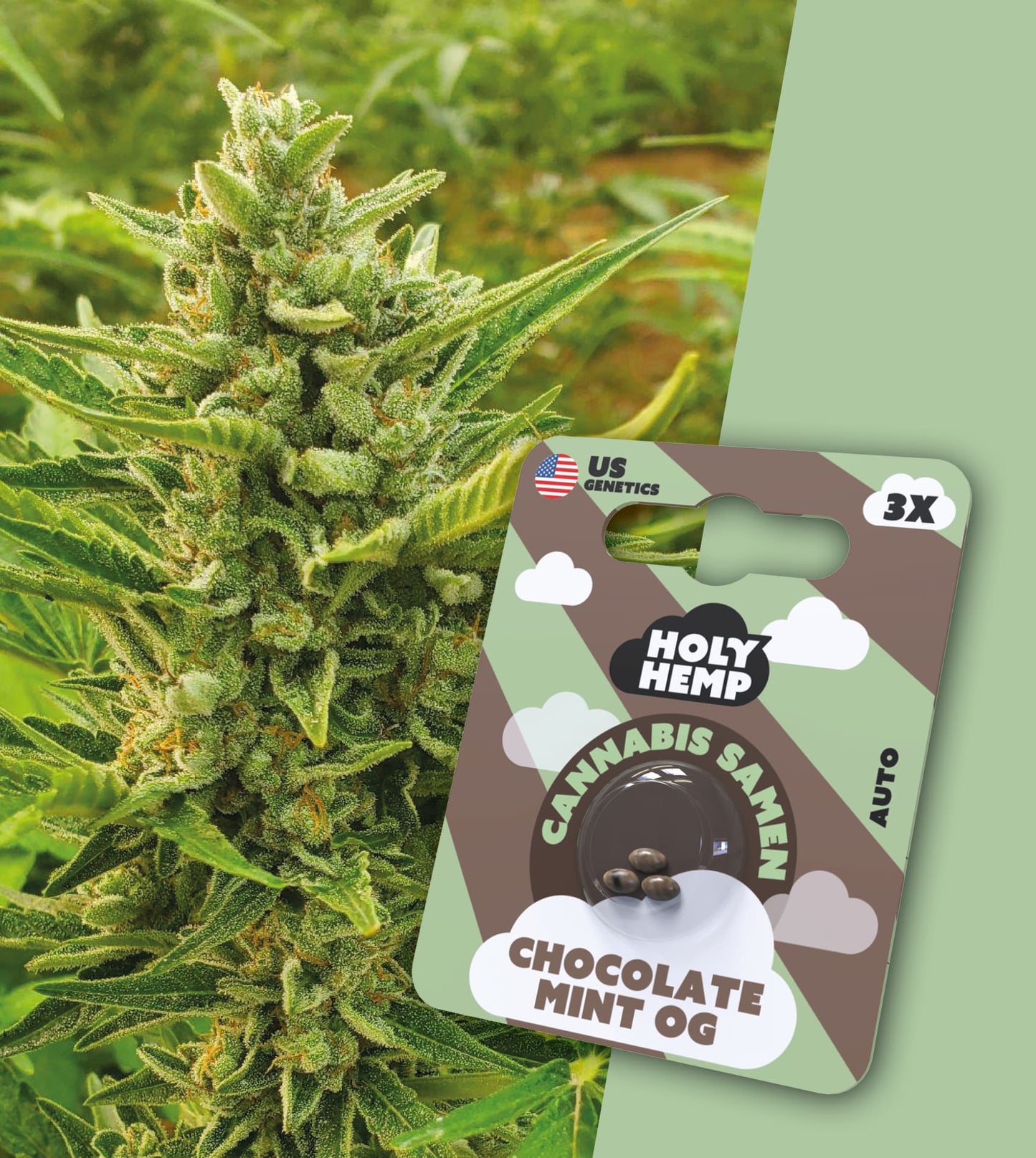 Holy Hemp Cannabissamen - Chocolate Mint