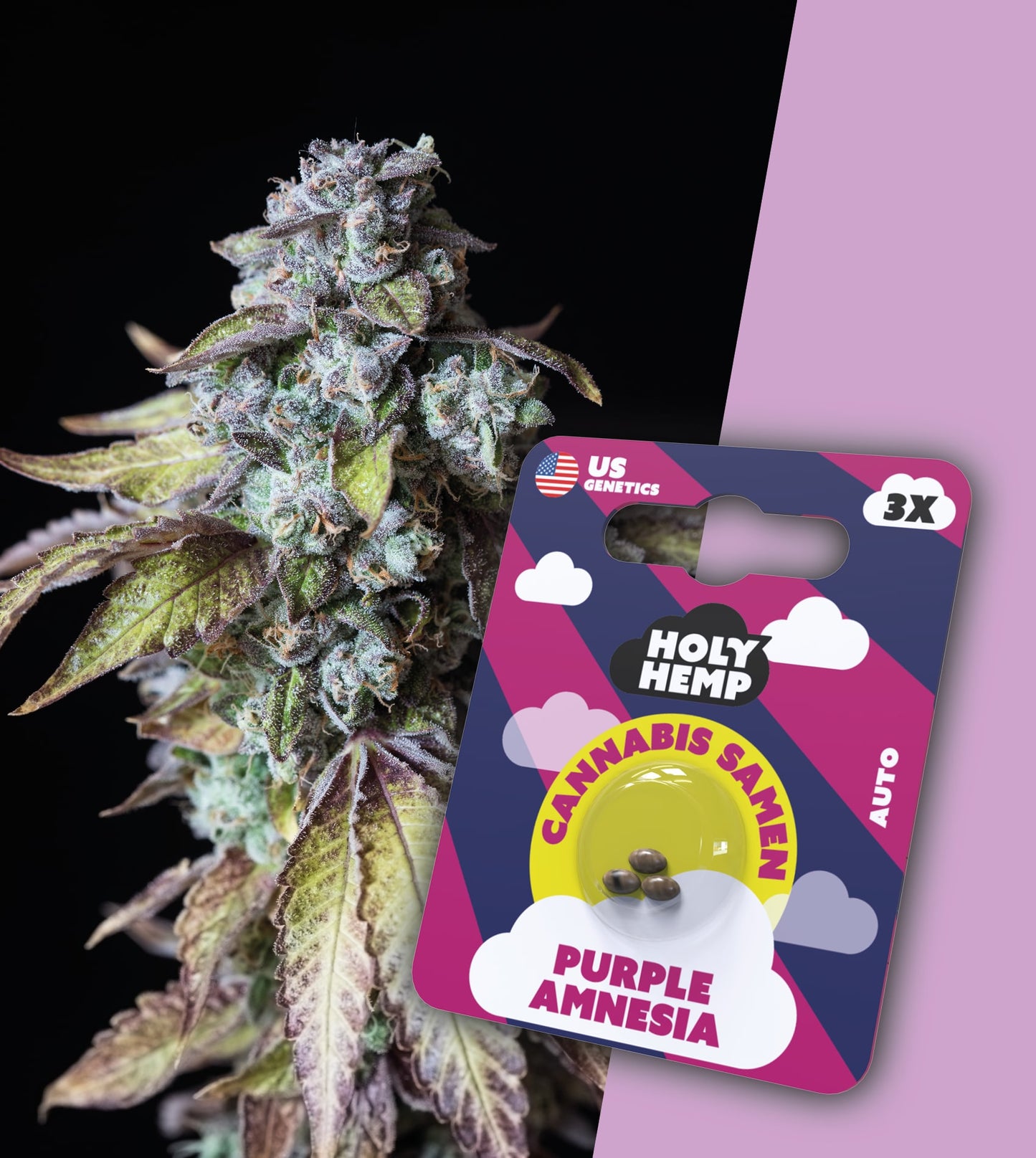 Holy Hemp Cannabissamen - Purple Amnesia Haze
