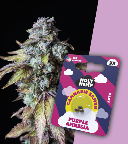 Holy Hemp Cannabissamen - Purple Amnesia Haze